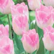 ヒメ日記 2026/02/13 11:25 投稿 さよ 宮崎ちゃんこ都城店