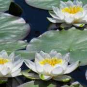 ヒメ日記 2026/03/03 02:05 投稿 さよ 宮崎ちゃんこ都城店