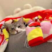 ヒメ日記 2025/12/31 17:05 投稿 みなも ぺろぺろベロベロ専科 ぺろんちょ