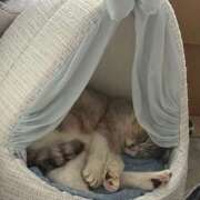 ヒメ日記 2026/04/13 19:35 投稿 みなも ぺろぺろベロベロ専科 ぺろんちょ