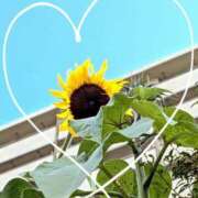 ヒメ日記 2025/07/20 08:16 投稿 しゅうか 錦糸町人妻花壇