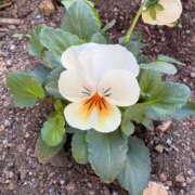 ヒメ日記 2025/11/22 11:33 投稿 るる AFTER V（アフターファイブ）