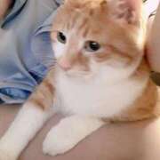 のりか お休み期間です? 五反田人妻ヒットパレード（シンデレラグループ）