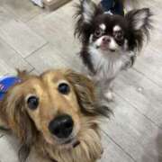 ヒメ日記 2025/06/10 03:55 投稿 らん ちゃんこ大阪十三