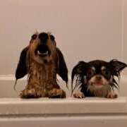 ヒメ日記 2025/06/15 03:30 投稿 らん ちゃんこ大阪十三