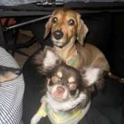 ヒメ日記 2025/06/19 02:36 投稿 らん ちゃんこ大阪十三