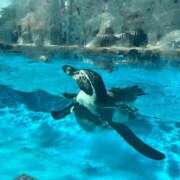 ヒメ日記 2025/05/16 17:31 投稿 ぷりん ピンクコレクション大阪