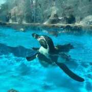 ヒメ日記 2025/05/16 17:32 投稿 ぷりん ピンクコレクション大阪キタ店