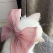 ぷりん ご予約完売♡ ピンクコレクション大阪キタ店