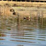 ヒメ日記 2026/01/26 03:23 投稿 はるか いわき小名浜ちゃんこ