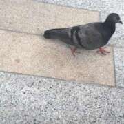 ヒメ日記 2026/02/06 11:41 投稿 はるか いわき小名浜ちゃんこ