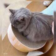 ヒメ日記 2026/04/01 20:13 投稿 はるか いわき小名浜ちゃんこ