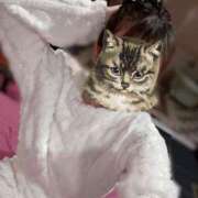 ヒメ日記 2025/11/16 20:00 投稿 ねね JAPAN CLUB BUNNY LOUNGE