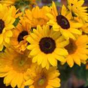 ヒメ日記 2025/06/17 13:44 投稿 渚 ゆり 熟女・人妻マダム宮殿