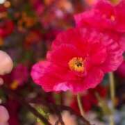 ヒメ日記 2025/07/04 10:29 投稿 渚 ゆり 熟女・人妻マダム宮殿