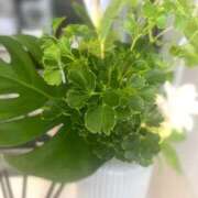 ヒメ日記 2025/07/17 07:00 投稿 渚 ゆり 熟女・人妻マダム宮殿