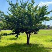 ヒメ日記 2025/07/27 07:32 投稿 渚 ゆり 熟女・人妻マダム宮殿