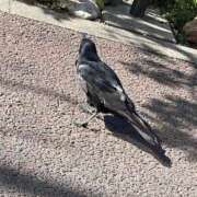 ヒメ日記 2025/05/15 12:08 投稿 まりあ 白いぽっちゃりさん仙台店