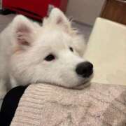 ヒメ日記 2025/11/02 14:58 投稿 まりあ 白いぽっちゃりさん仙台店