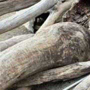 まりあ 🦆 白いぽっちゃりさん仙台店