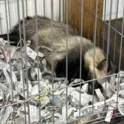 ヒメ日記 2026/04/01 13:48 投稿 まりあ 白いぽっちゃりさん仙台店