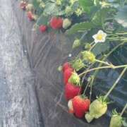 ヒメ日記 2026/02/05 23:31 投稿 ゆみ 秋葉原コスプレ学園(AKG)