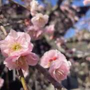 ヒメ日記 2026/03/21 20:53 投稿 ゆみ 秋葉原コスプレ学園(AKG)