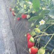 ヒメ日記 2026/03/22 22:21 投稿 ゆみ 秋葉原コスプレ学園(AKG)