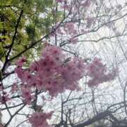 ヒメ日記 2026/03/26 21:36 投稿 ゆみ 秋葉原コスプレ学園(AKG)