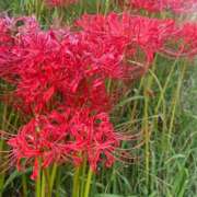 ヒメ日記 2025/10/26 20:00 投稿 らん 素人系イメージSOAP彼女感大宮館