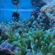 らん お休み😭 素人系イメージSOAP彼女感大宮館