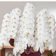 ヒメ日記 2025/04/29 16:21 投稿 あき 熟女の風俗アウトレット 岐阜岐南店