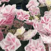 ヒメ日記 2025/05/19 17:21 投稿 あき 熟女の風俗アウトレット 岐阜岐南店