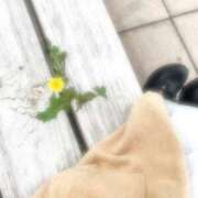 ヒメ日記 2025/05/10 15:42 投稿 かなで ふわもこ人妻ランド　那須塩原店