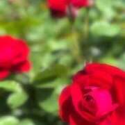 ヒメ日記 2025/05/08 12:55 投稿 ひまわり 奥鉄オクテツ神奈川店（デリヘル市場グループ）