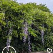 ヒメ日記 2026/04/21 10:11 投稿 さとみ（人妻） Yシャツと私