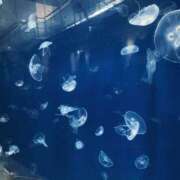 ヒメ日記 2025/07/20 21:42 投稿 さや Hip's-group越谷本店