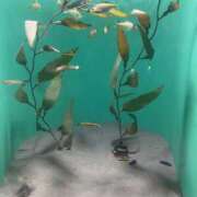 ヒメ日記 2025/08/13 13:12 投稿 さや Hip's-group越谷本店