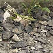 ヒメ日記 2025/08/21 18:03 投稿 さや Hip's-group越谷本店