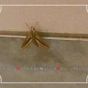 ヒメ日記 2025/09/19 22:22 投稿 さや Hip's-group越谷本店