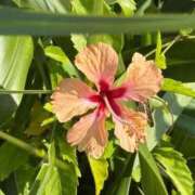 ヒメ日記 2025/12/20 09:53 投稿 綾羅木らい THE痴漢電車.com