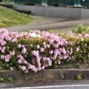 ヒメ日記 2026/04/23 10:18 投稿 ちぇる Beppin house