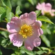 ヒメ日記 2025/05/08 10:06 投稿 ますみ 出会い系人妻ネットワーク錦糸町～小岩編