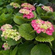 ヒメ日記 2025/05/24 21:28 投稿 ますみ 出会い系人妻ネットワーク錦糸町～小岩編