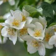 ヒメ日記 2025/06/05 19:50 投稿 ますみ 出会い系人妻ネットワーク錦糸町～小岩編