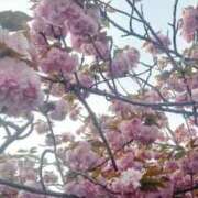 ヒメ日記 2026/04/09 00:20 投稿 しずな Ｓ＆Ｍ極嬢