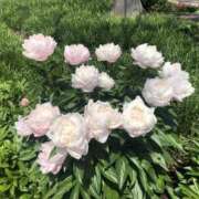 早川 明日出勤します♪ 昼顔妻 五反田店