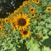 ヒメ日記 2025/07/06 09:57 投稿 かほ 梅田アバンチュール