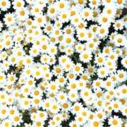 ヒメ日記 2026/04/23 10:32 投稿 かほ 梅田アバンチュール