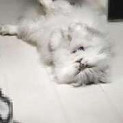 ヒメ日記 2025/04/29 20:18 投稿 かおり One More 奥様　池袋店